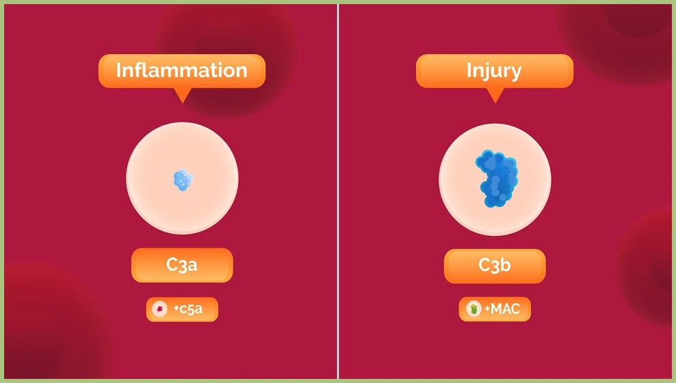 Complement system 1 1 graphic