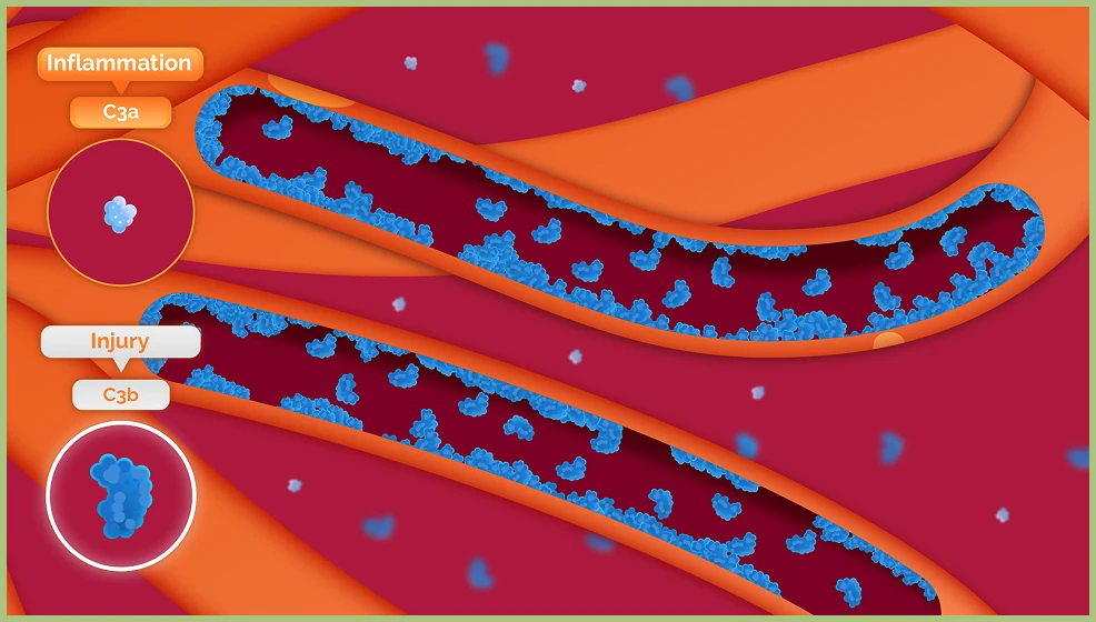 Complement system graphic