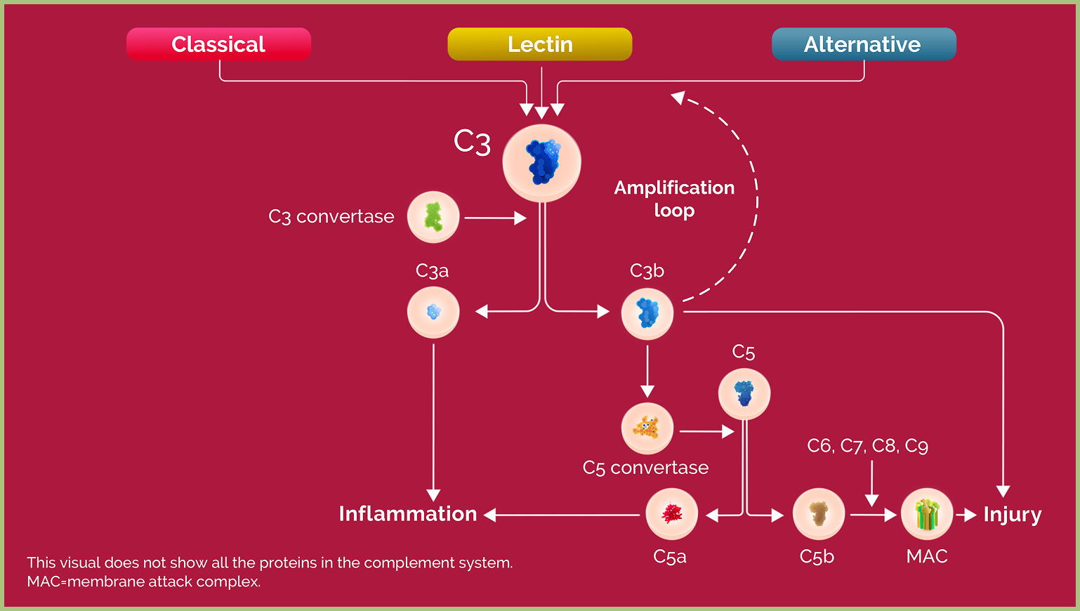 Diagram illustrating the complement system pathways - Classical, lectin and alternative