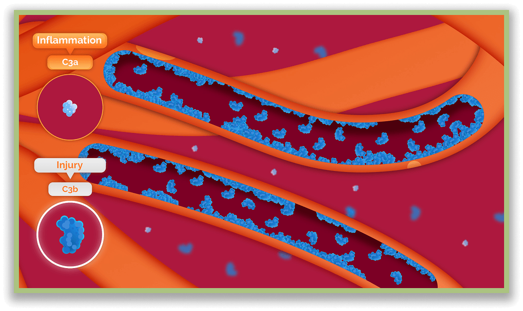 Complement system graphic